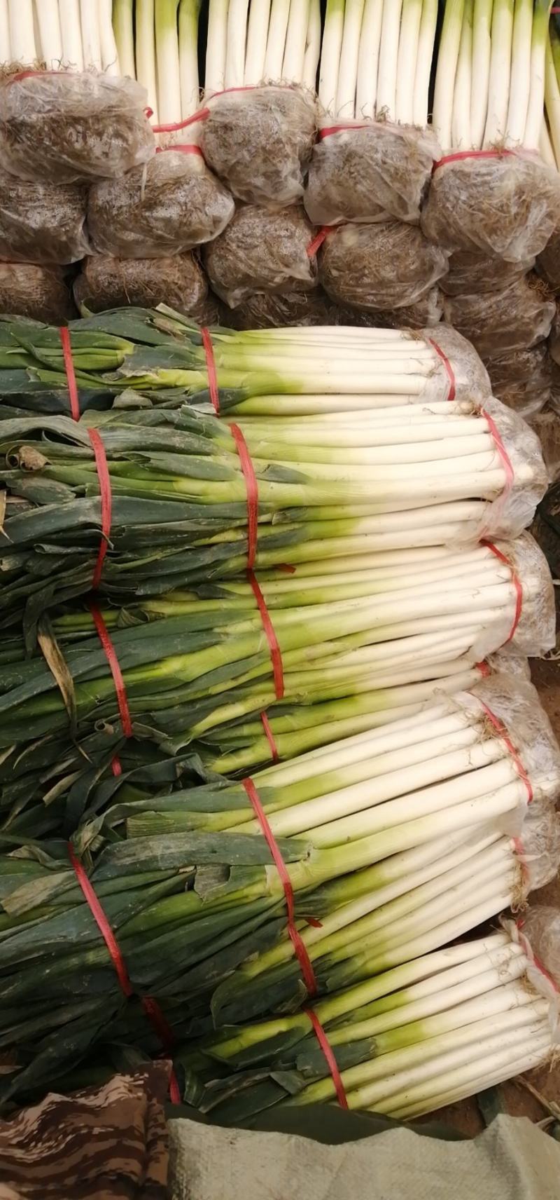 大葱山东大葱，葱白长