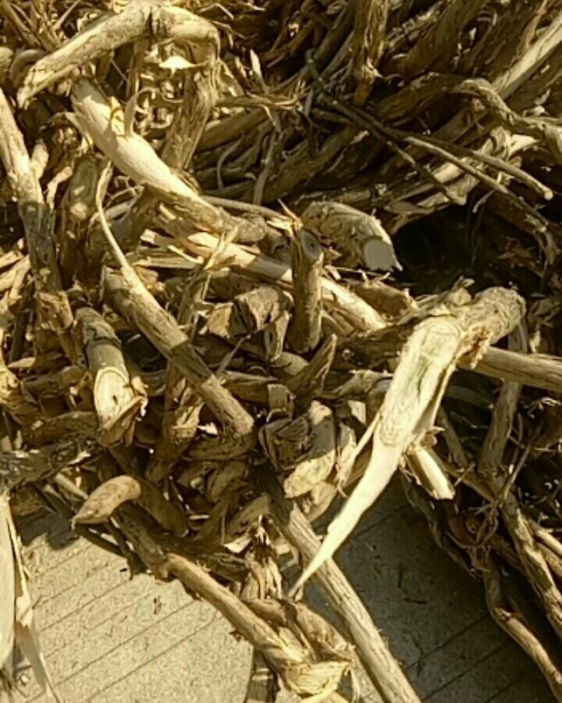忍冬藤，也叫金银花藤，鲜货，阳枝，价格实惠，