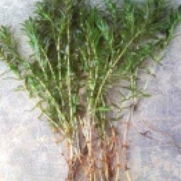 荷花苗.芦苇苗.沉水植物.植物浮床.水生植物等种植与销售