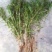 荷花苗.芦苇苗.沉水植物.植物浮床.水生植物等种植与销售