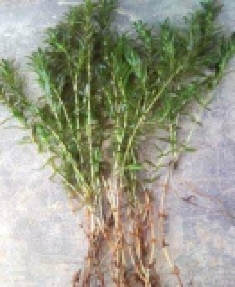 荷花苗.芦苇苗.沉水植物.植物浮床.水生植物等种植与销售