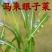 荷花苗.芦苇苗.沉水植物.植物浮床.水生植物等种植与销售