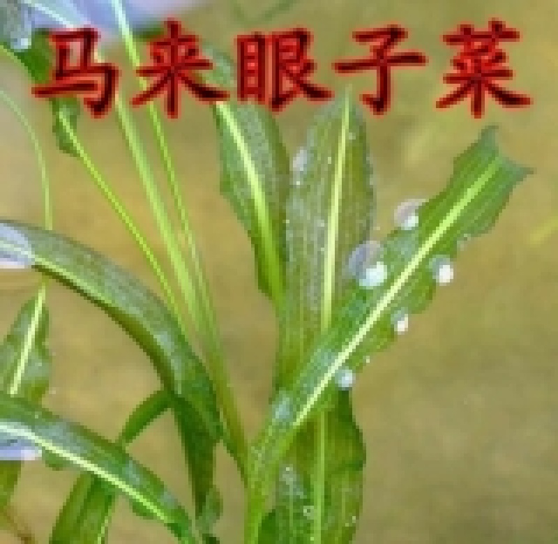 荷花苗.芦苇苗.沉水植物.植物浮床.水生植物等种植与销售