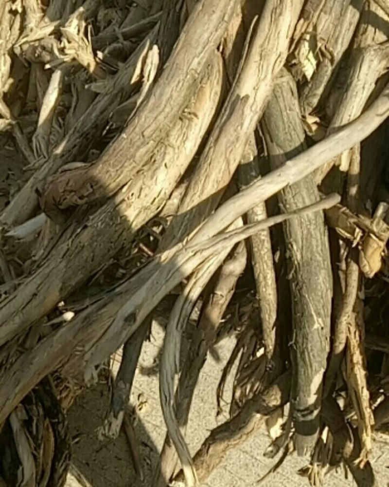 忍冬藤，也叫金银花藤，鲜货，阳枝，价格实惠，