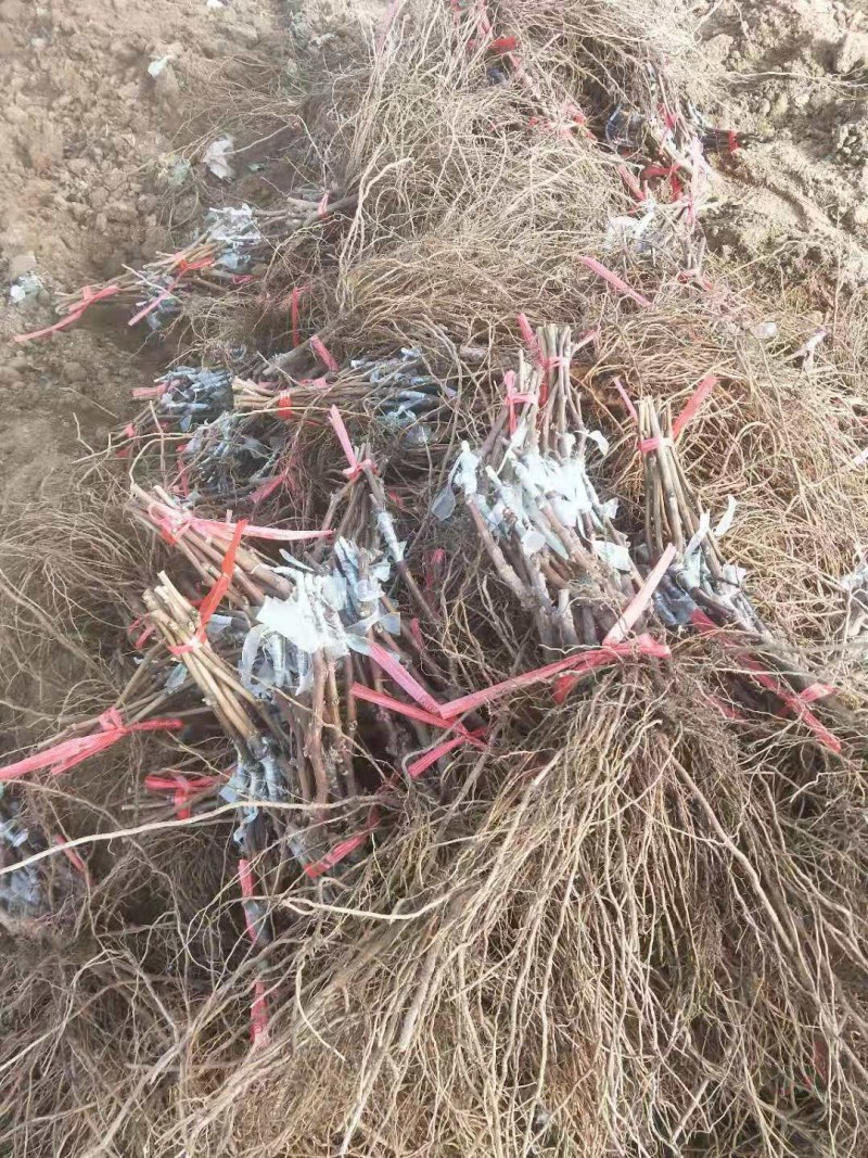 醉金香葡萄苗(中晚熟，香甜，抗病高产稳产，基地直发)