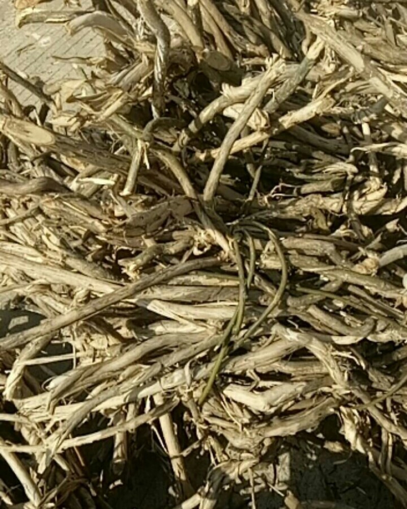 忍冬藤，也叫金银花藤，鲜货，阳枝，价格实惠，