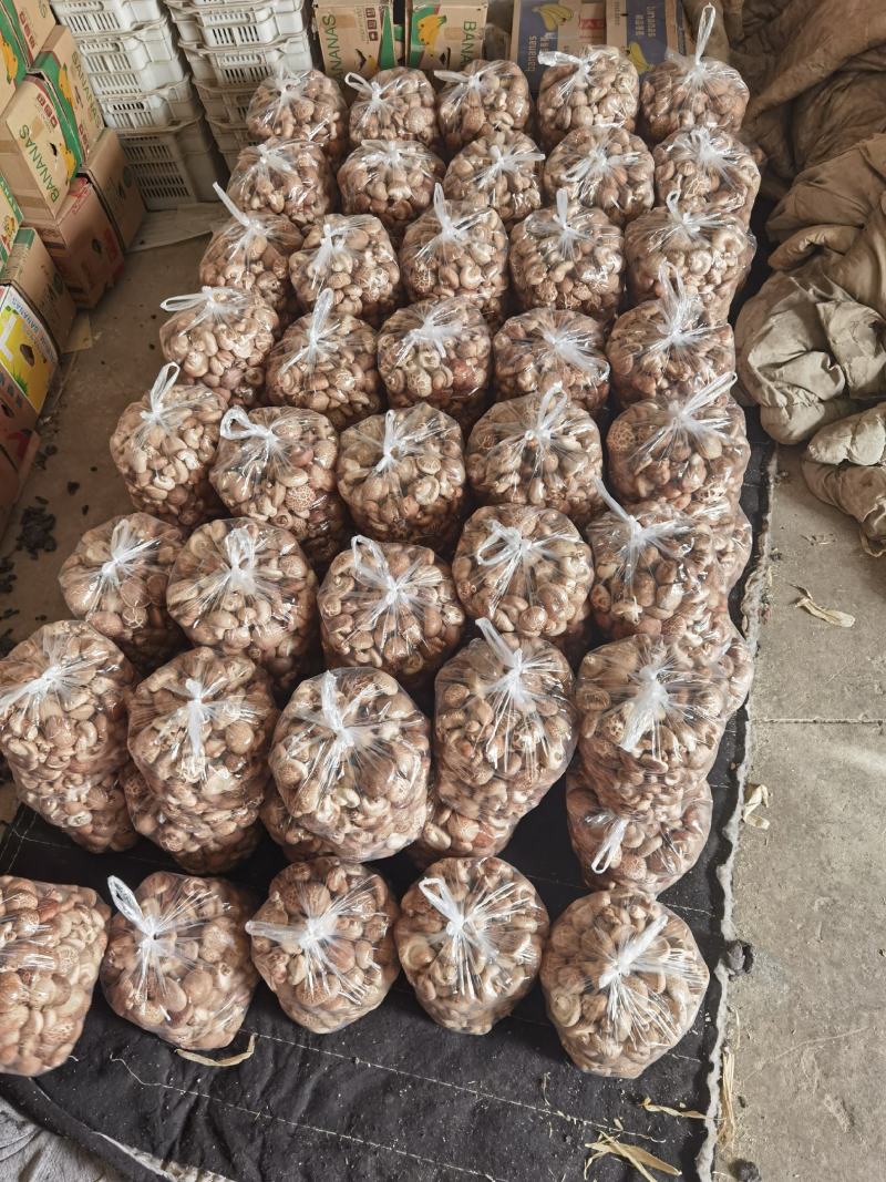 【优质香菇】鲜香菇上市菌类，冬菇，电超专供