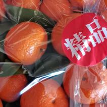 上海西郊国际水果批发行沙糖桔专业代销代售