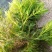盆栽植物.荷花.睡莲.芦苇.黄菖蒲.粉黛乱子草等种植