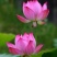 盆栽植物.荷花.睡莲.芦苇.黄菖蒲.粉黛乱子草等种植