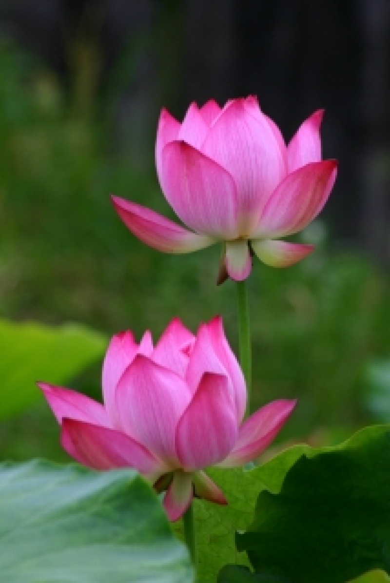 盆栽植物.荷花.睡莲.芦苇.黄菖蒲.粉黛乱子草等种植