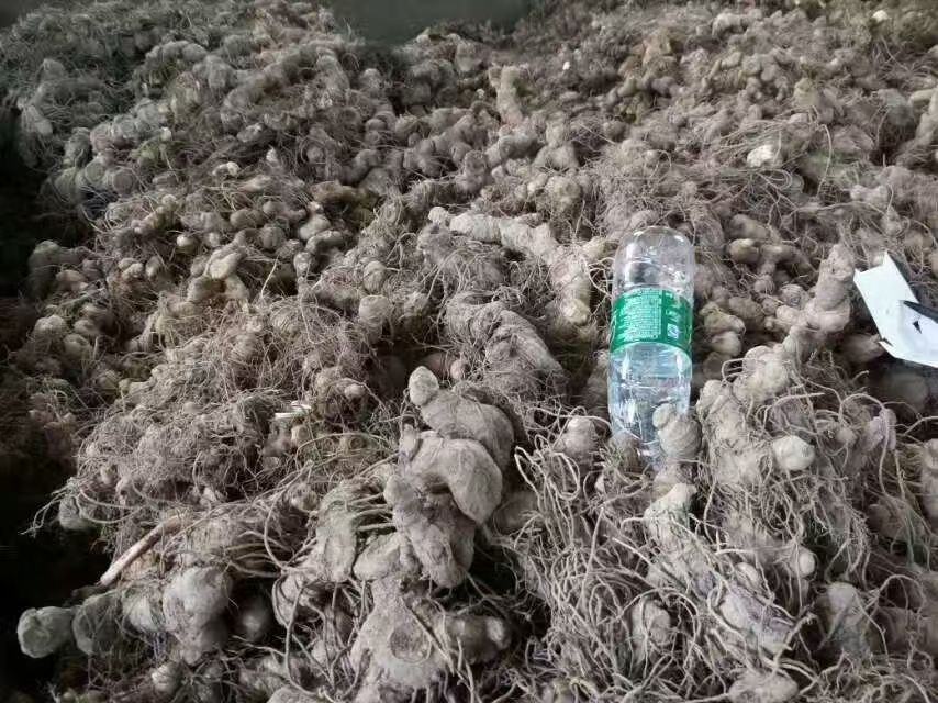 黄精与老虎姜常见混淆图示
