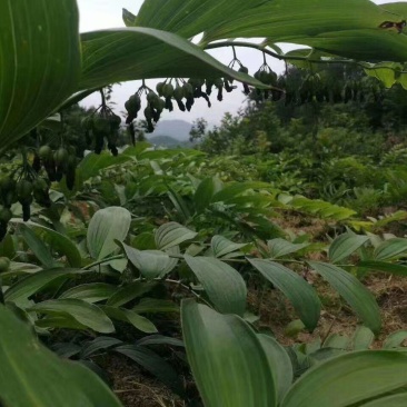 姜型多花倒苗黄精多花黄精块茎黄精茎块芽苗新鲜刚挖的块茎