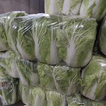 精品大白菜大量出库，青杂