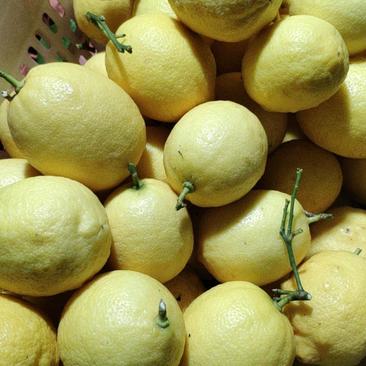 安岳柠檬黄柠檬新鲜水果水果一件代发