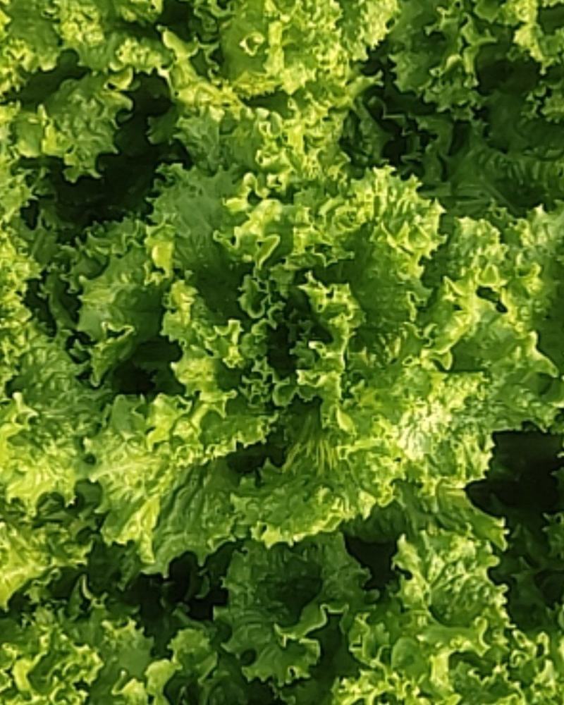 山东寿光精品生菜，大量上市，质量保证，货发全国，商超品