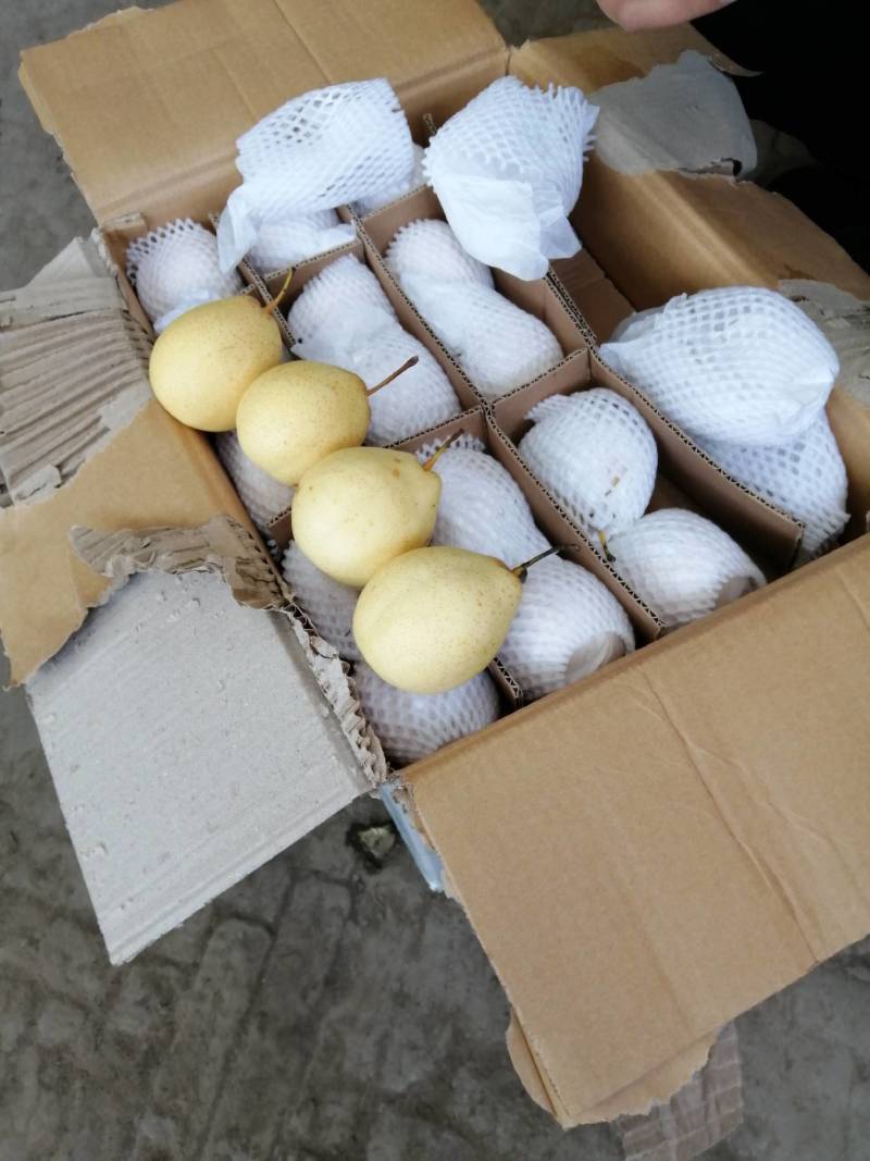 鸭梨，甜脆，皮薄。肉多，质量好，产地直销，每天供应，欢迎