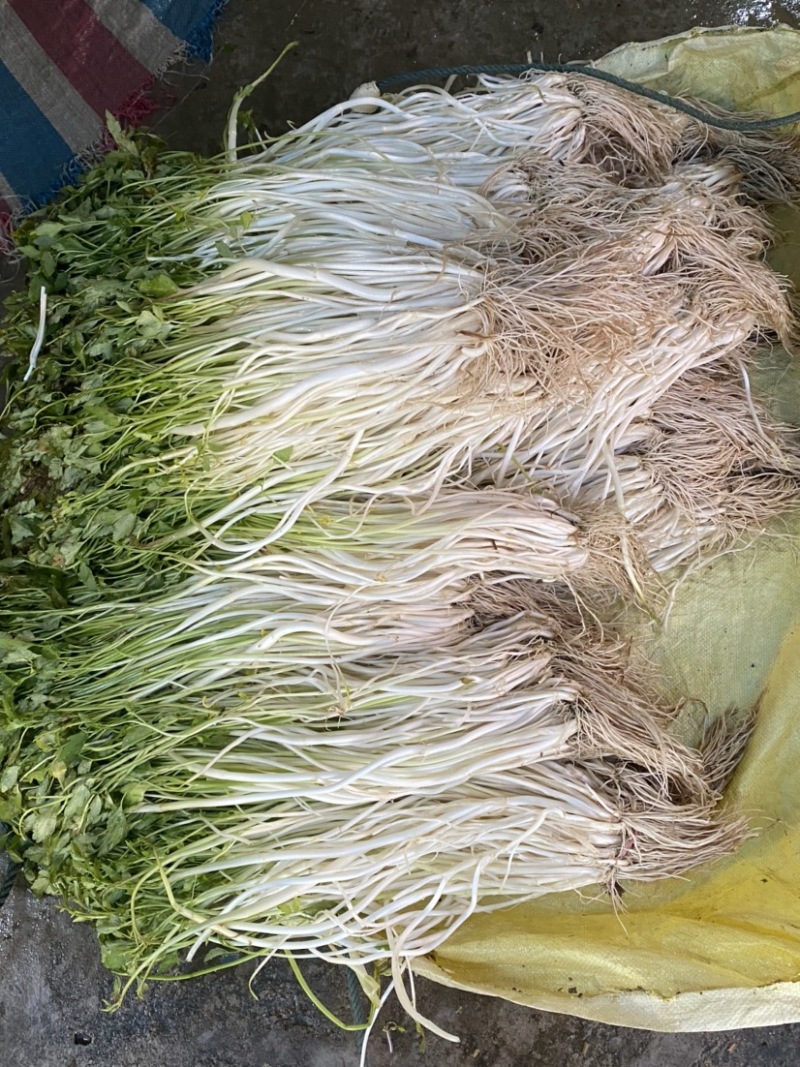 芹芽，芹菜，水芹，芹芽芹芽芹芽