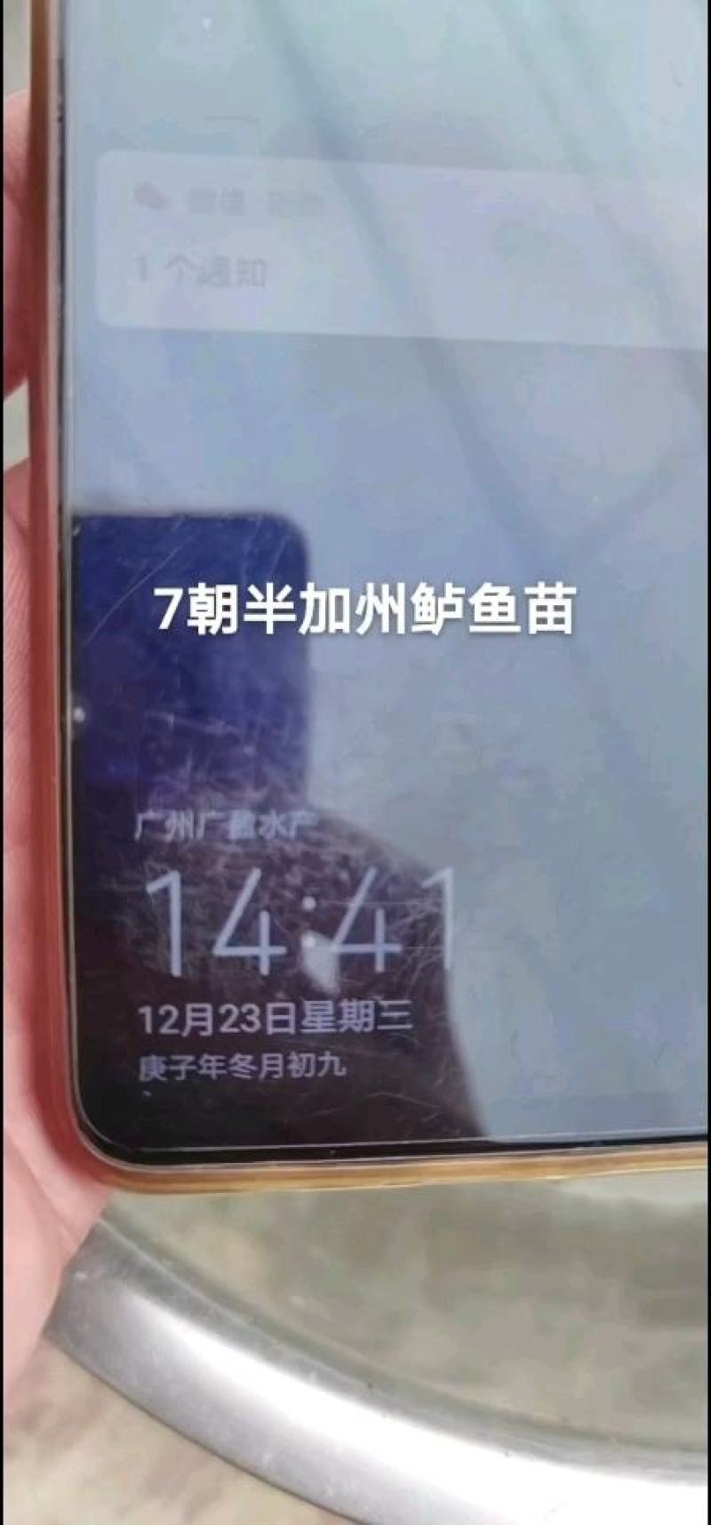 加州鲈鱼苗淡水养殖鲈鱼苗凶猛路亚鱼苗基地直供加州鲈