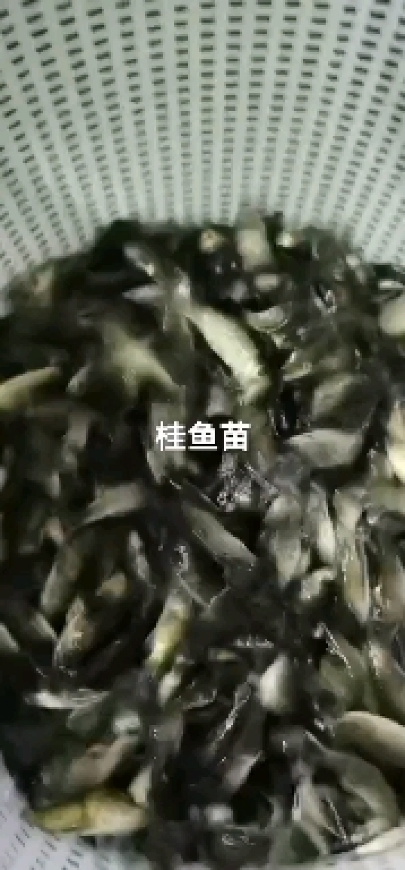 加州鲈鱼苗淡水养殖鲈鱼苗凶猛路亚鱼苗基地直供加州鲈