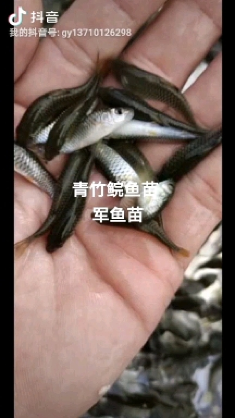 加州鲈鱼苗淡水养殖鲈鱼苗凶猛路亚鱼苗基地直供加州鲈