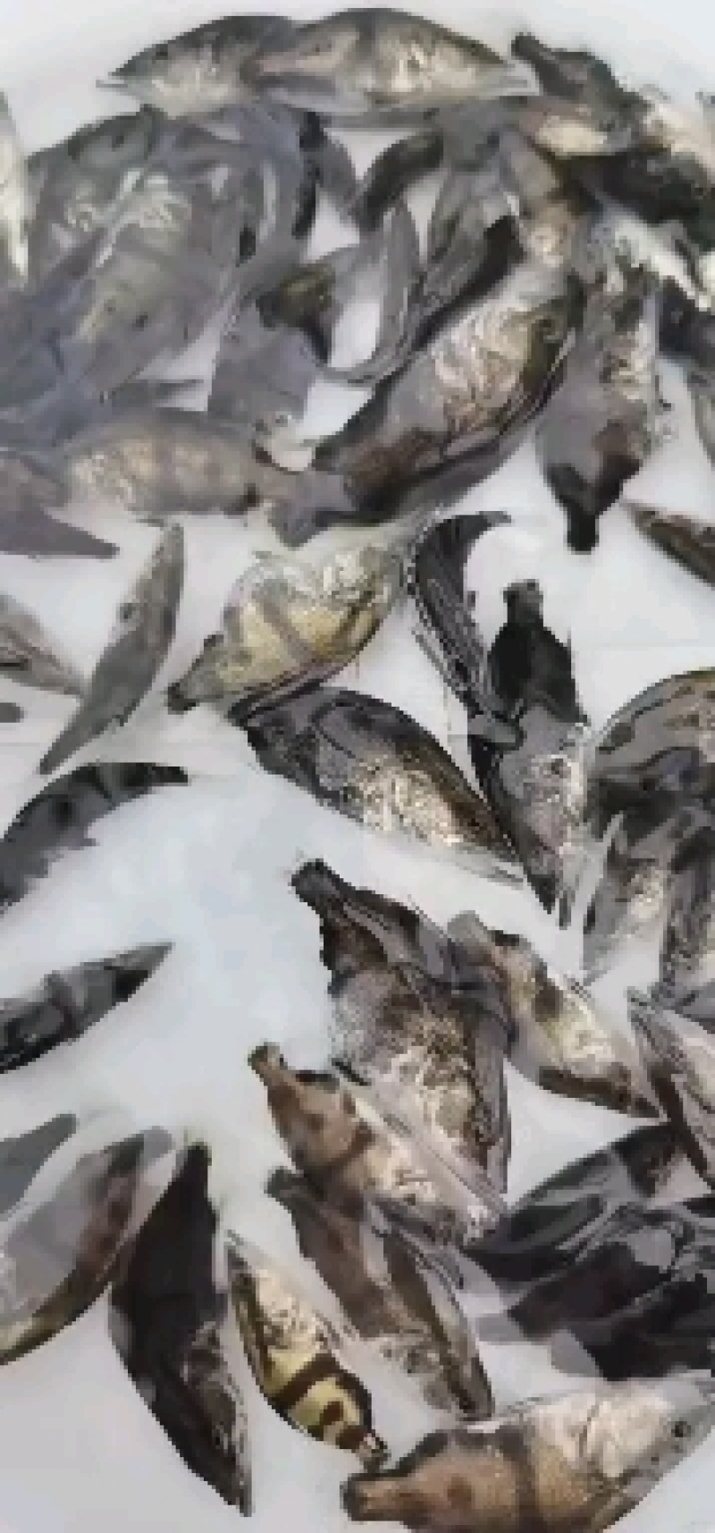 加州鲈鱼苗淡水养殖鲈鱼苗凶猛路亚鱼苗基地直供加州鲈