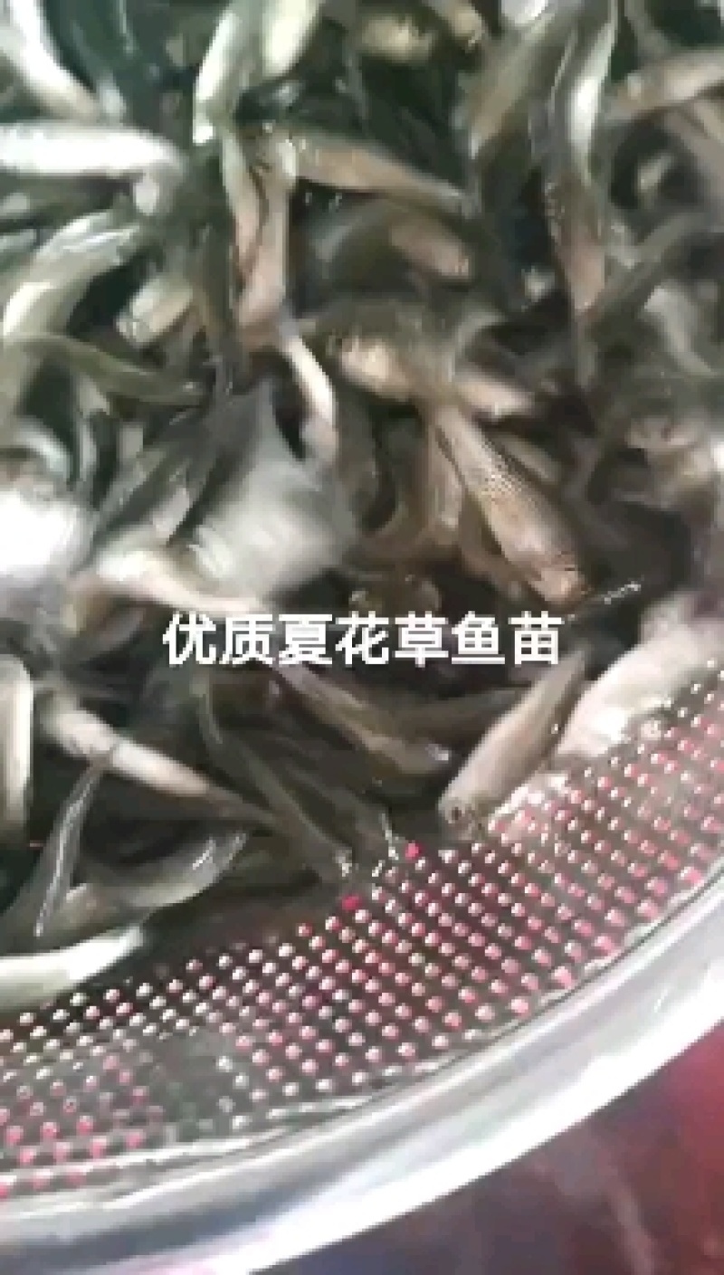加州鲈鱼苗淡水养殖鲈鱼苗凶猛路亚鱼苗基地直供加州鲈