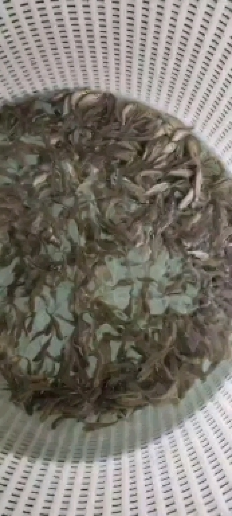 加州鲈鱼苗淡水养殖鲈鱼苗凶猛路亚鱼苗基地直供加州鲈