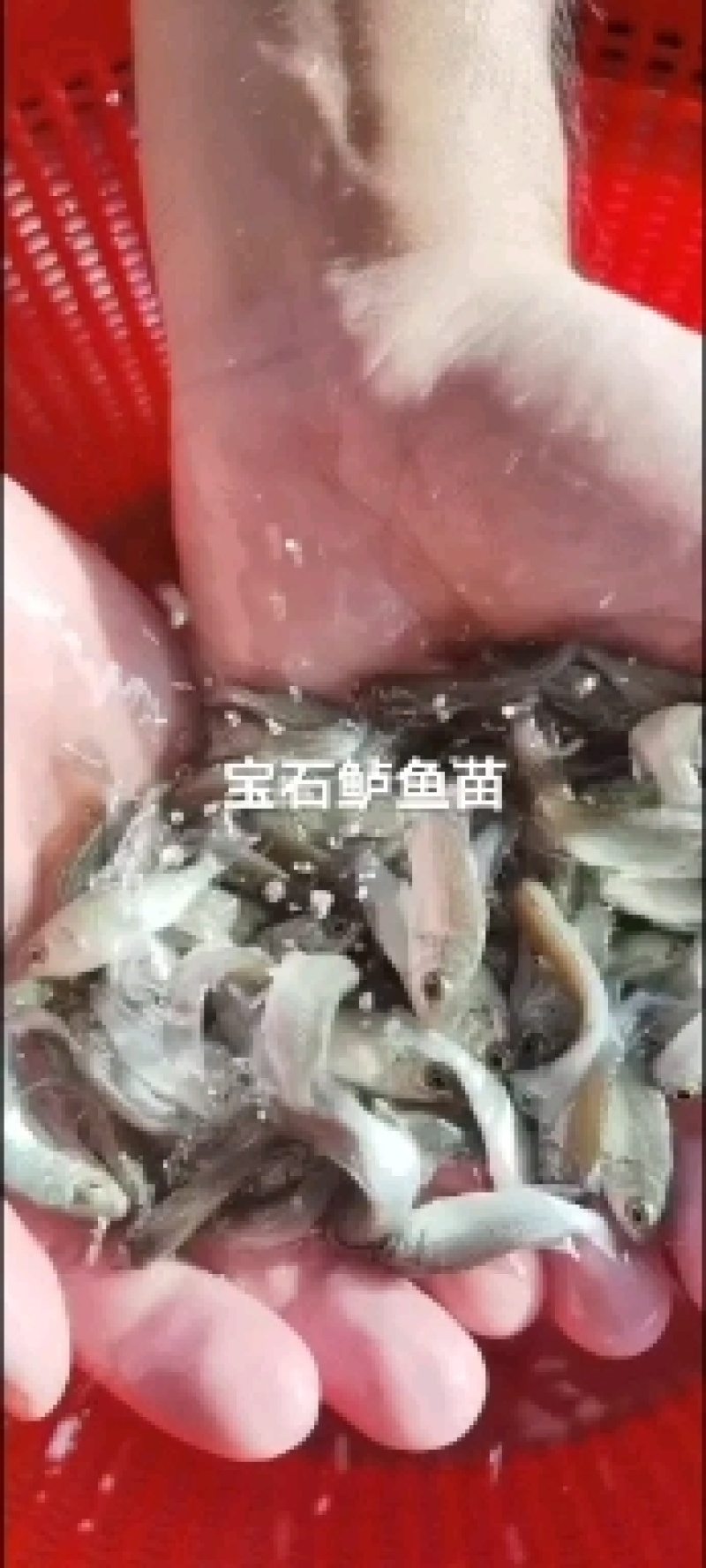 加州鲈鱼苗淡水养殖鲈鱼苗凶猛路亚鱼苗基地直供加州鲈