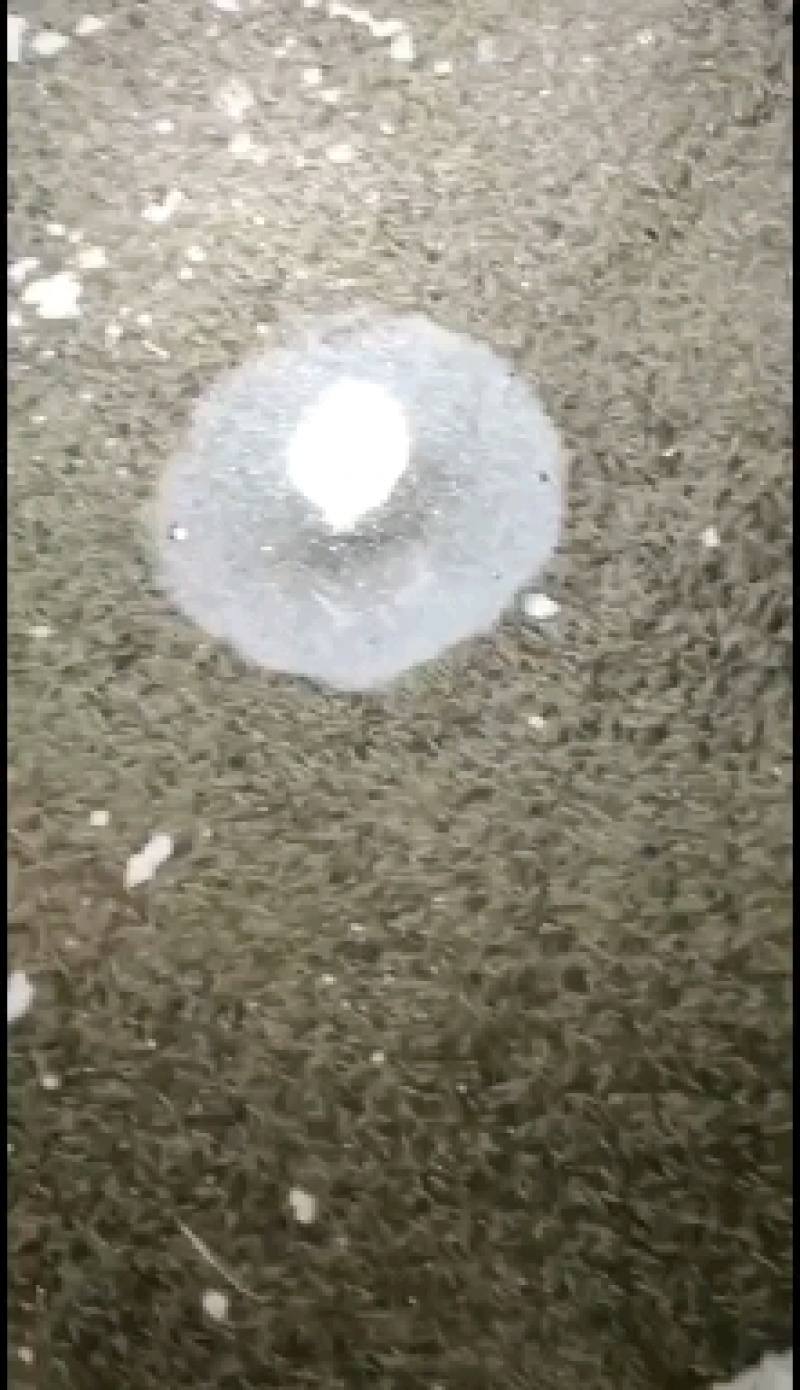 加州鲈鱼苗淡水养殖鲈鱼苗凶猛路亚鱼苗基地直供加州鲈