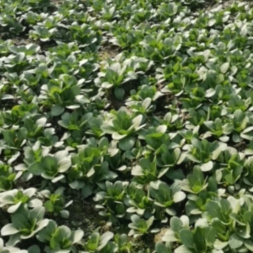 上海青油菜已经大量上市