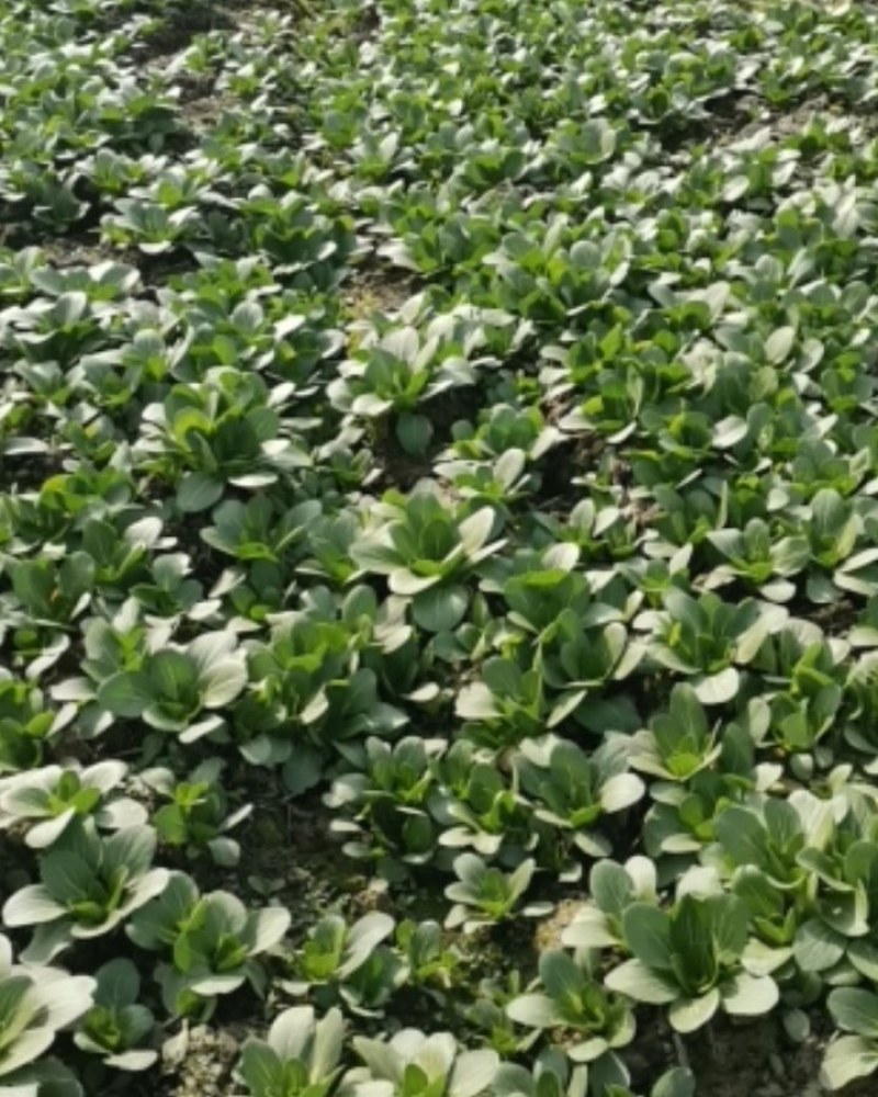 上海青油菜已经大量上市