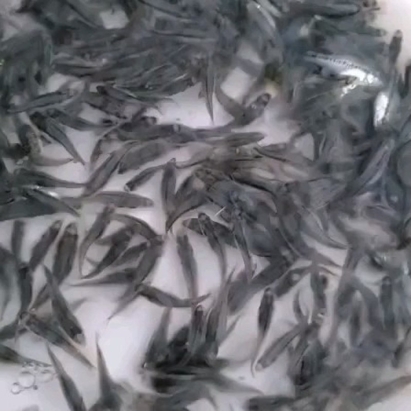 优质丁桂鱼苗丁穗鱼苗丁岁鱼苗大量现货供应