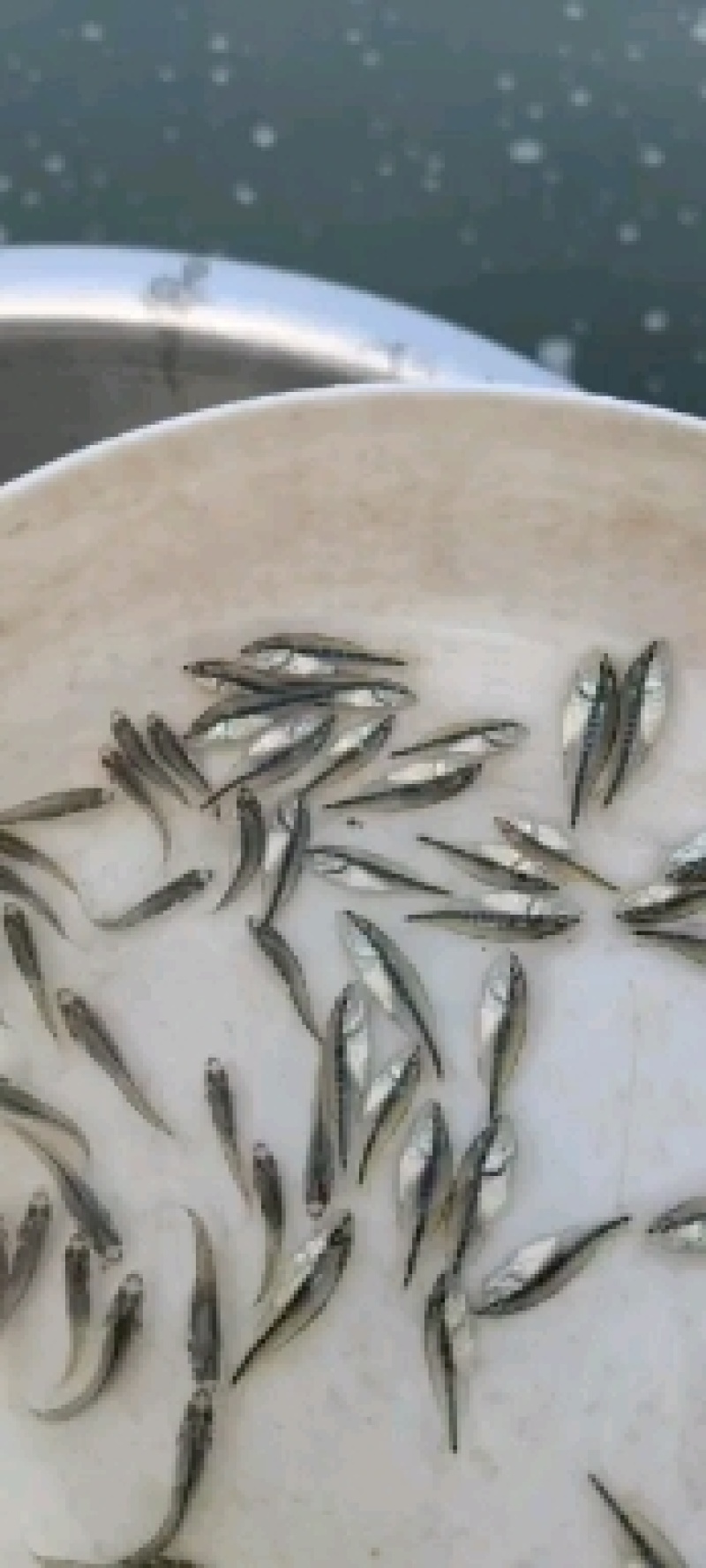 优质斑点叉尾鮰鱼苗大量现货供应西江钳鱼苗叉尾鮰鱼