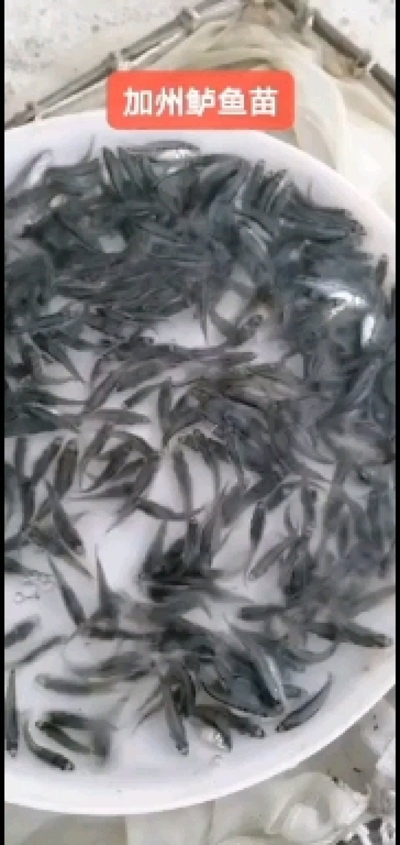 优质斑点叉尾鮰鱼苗大量现货供应西江钳鱼苗叉尾鮰鱼