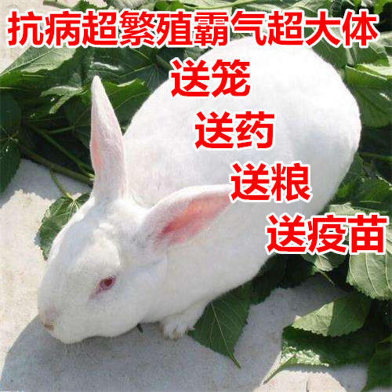 包邮兔子活体大型肉兔子小白兔小兔子比利时巨兔新西兰肉兔苗
