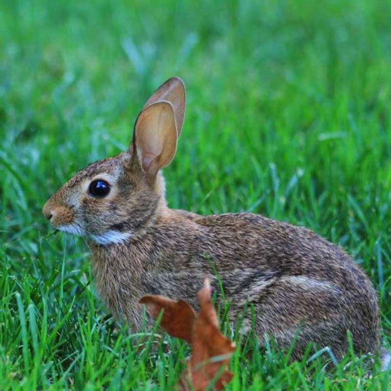 包邮兔子活体大型肉兔子小白兔小兔子比利时巨兔新西兰肉兔苗
