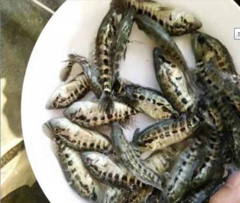 黄骨鱼苗黄颡鱼苗黄辣丁鱼苗昂刺鱼苗大量现货供应