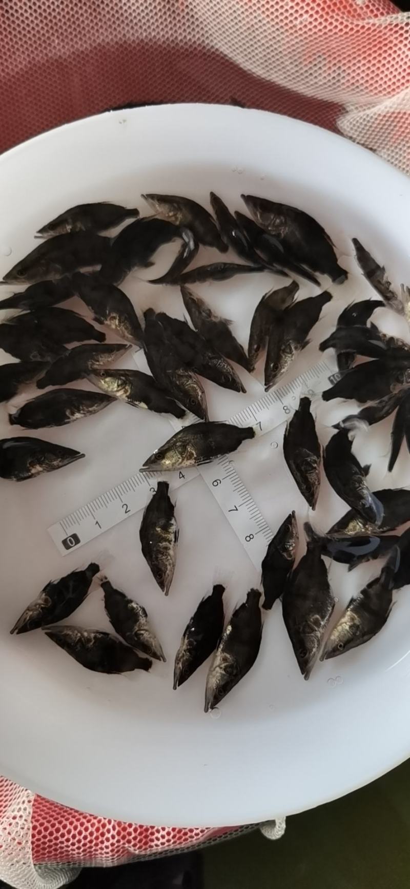 黄骨鱼苗黄颡鱼苗黄辣丁鱼苗昂刺鱼苗大量现货供应
