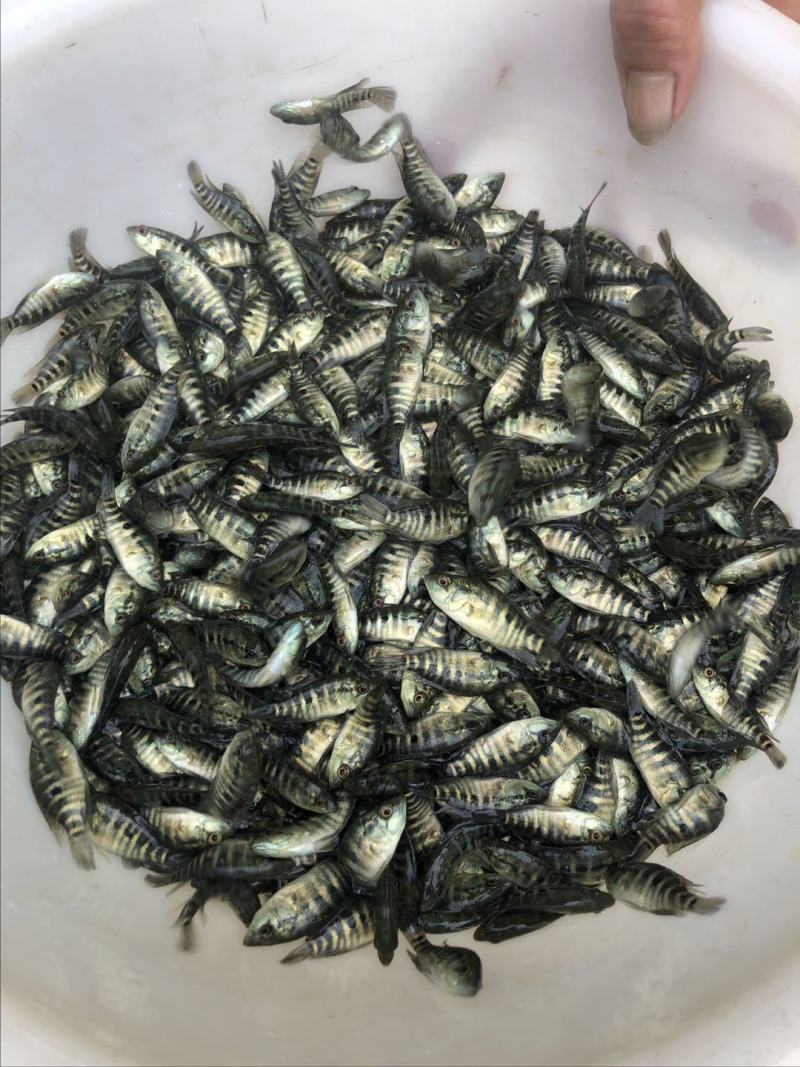 黄骨鱼苗黄颡鱼苗黄辣丁鱼苗昂刺鱼苗大量现货供应