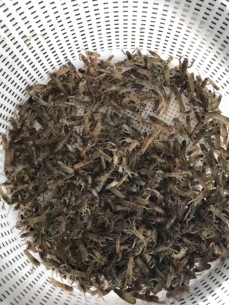 黄骨鱼苗黄颡鱼苗黄辣丁鱼苗昂刺鱼苗大量现货供应