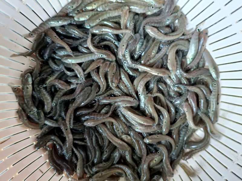 黄骨鱼苗黄颡鱼苗黄辣丁鱼苗昂刺鱼苗大量现货供应