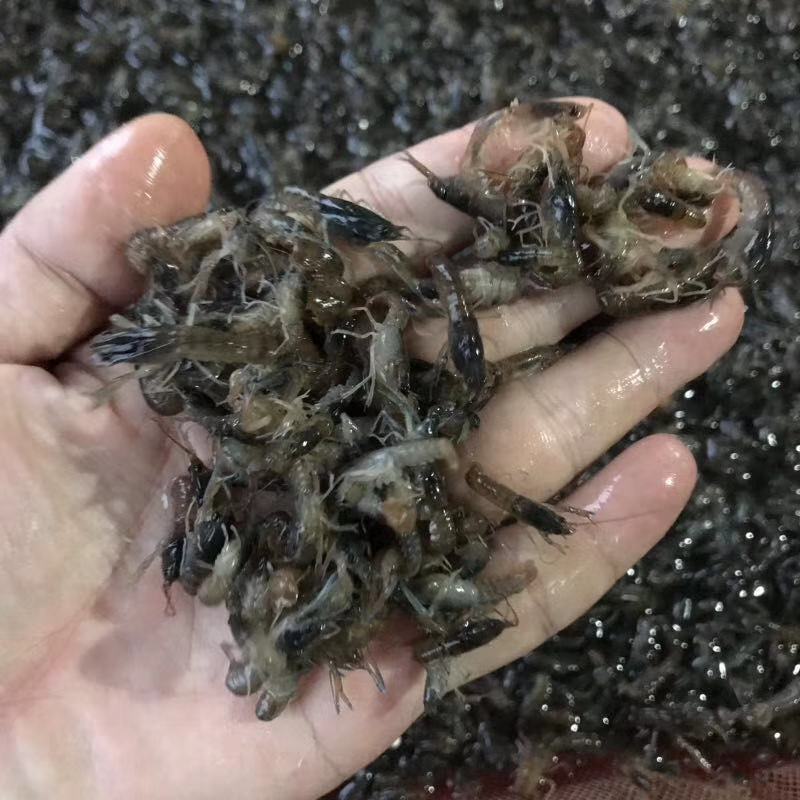 黄骨鱼苗黄颡鱼苗黄辣丁鱼苗昂刺鱼苗大量现货供应
