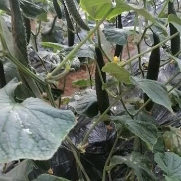 陕西省渭南市大荔县密刺黄瓜货源充足