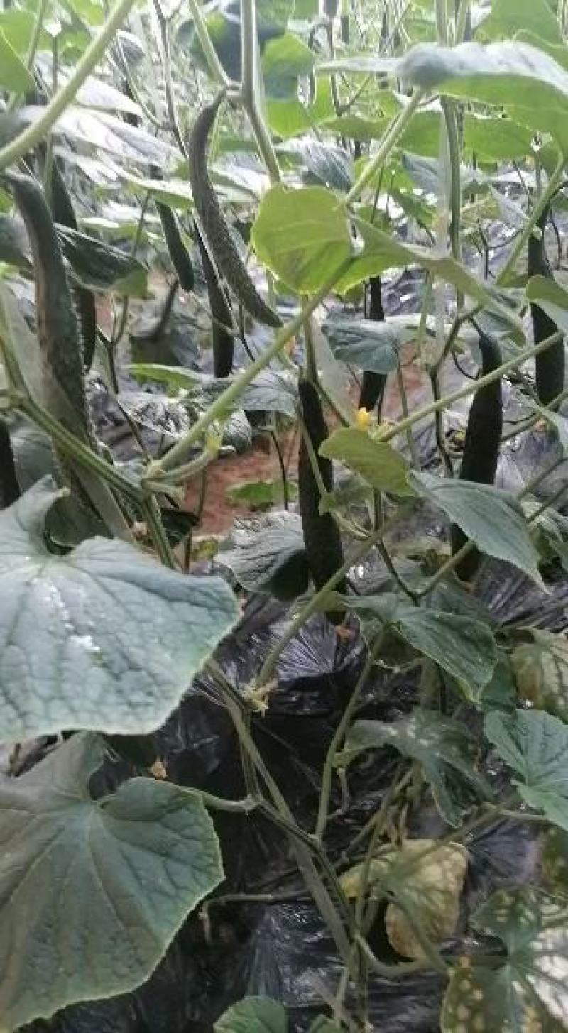 陕西省渭南市大荔县密刺黄瓜货源充足