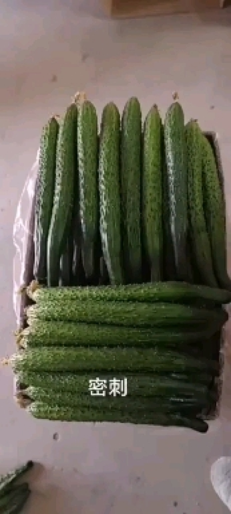 陕西省渭南市大荔县密刺黄瓜货源充足