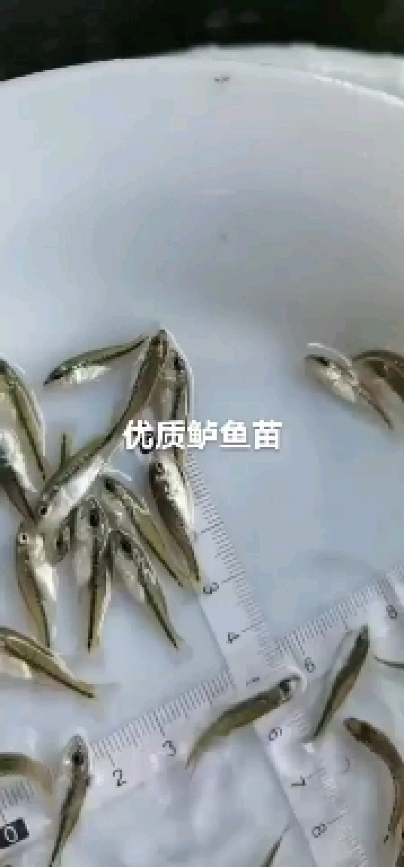 鲶鱼苗金色埃及塘虱鱼塘角鱼苗淡水养殖鱼塘角鱼