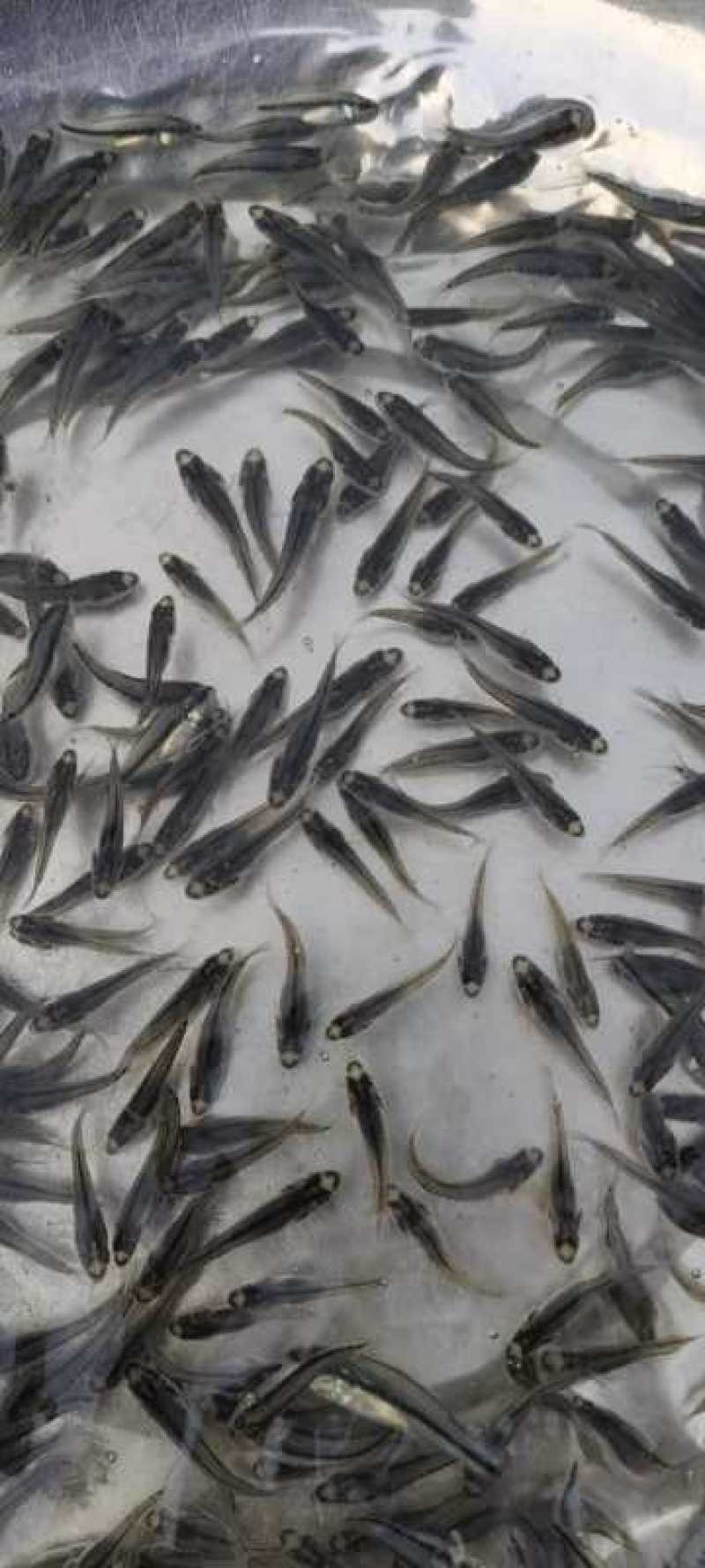 鲶鱼苗金色埃及塘虱鱼塘角鱼苗淡水养殖鱼塘角鱼