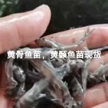 黄骨鱼苗黄颡鱼苗黄辣丁鱼苗昂刺鱼苗大量现货供应