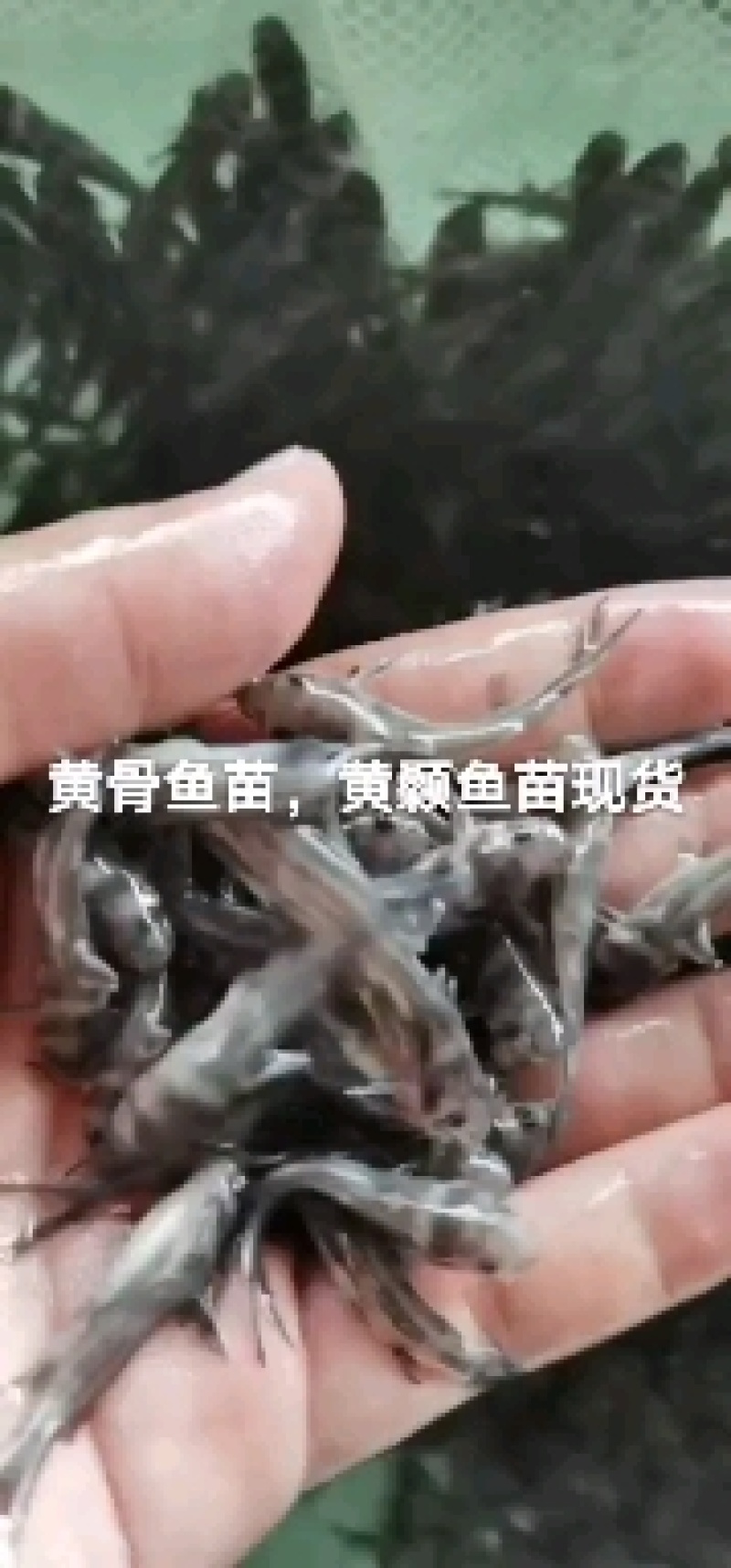 黄骨鱼苗黄颡鱼苗黄辣丁鱼苗昂刺鱼苗大量现货供应